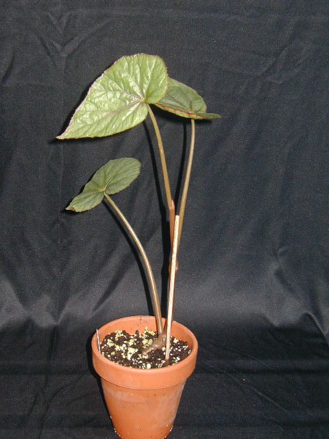B. ‘Holley’s Mist’